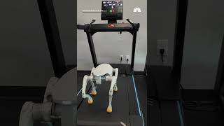Meet the new robot dog helping keep firefighters safe in California
