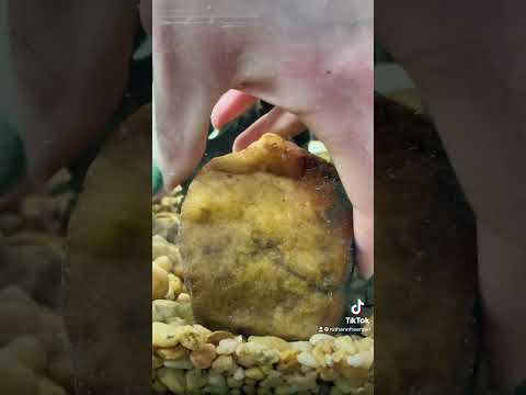 Betta goes into huge home tank setup