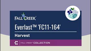 Fall Creek® Harvest Guide: Everlast™ 'FC11-164' In Oregon