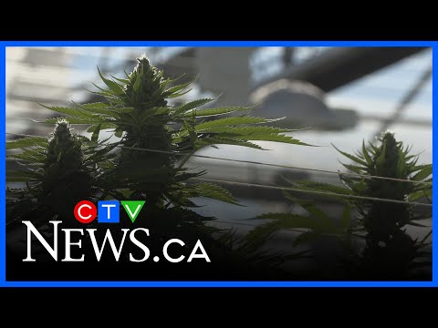 YouTube video thumbnail: Cannabis Industry Calls for Change to Product Labelling Rules