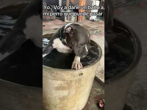 Su último baño 😵 #pitbull #risa