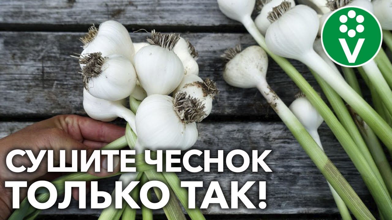 Весь чеснок сохранится до весны, если высушить так! Всё о сушке чеснока от выкопки до хранения!