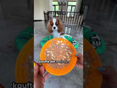 Kleiner Hund mit riesigem Appetit #Tiere #shorts