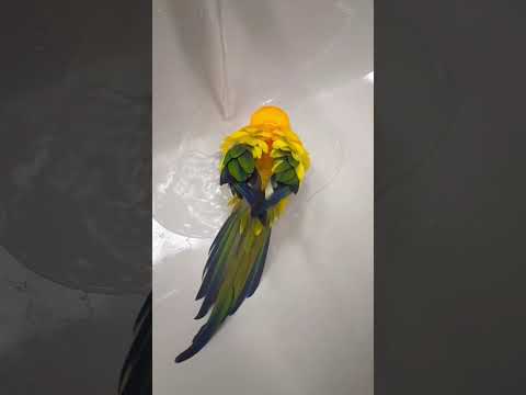 Watch my Sun Conure enjoy her birdbath ๐ฅน #sunconure #conure #birdbath #cute