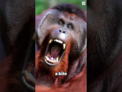 Orangutans Compared to Human