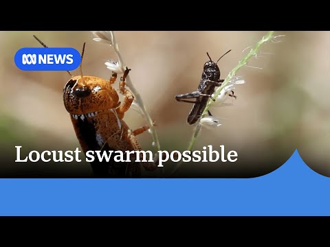 YouTube video thumbnail: Growing Concerns a Locust Plague Could Develop in Western Queensland