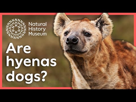 Are hyenas dogs? | Surprising Science