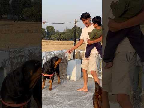 Rottweiler Daisy ne aaj chote Bache ko Rula deya😭✅#rottweiler #shorts #viral #baby