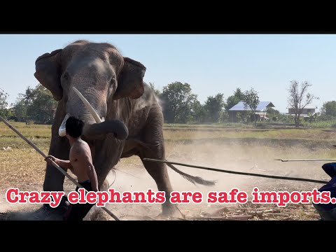 EP. 1/4 ช้างคุ้มคลั่ง ❗️อันตราย Crazy elephants are safe imports.