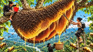 He Risked His Life Climbing 100 meter to Harvest Wild Honey | Wild Hive Adventures