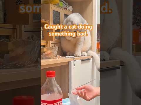 Caught a cat doing something bad.#cats #cutecats #foryou #funnyvideos #fypシ #cute #funny