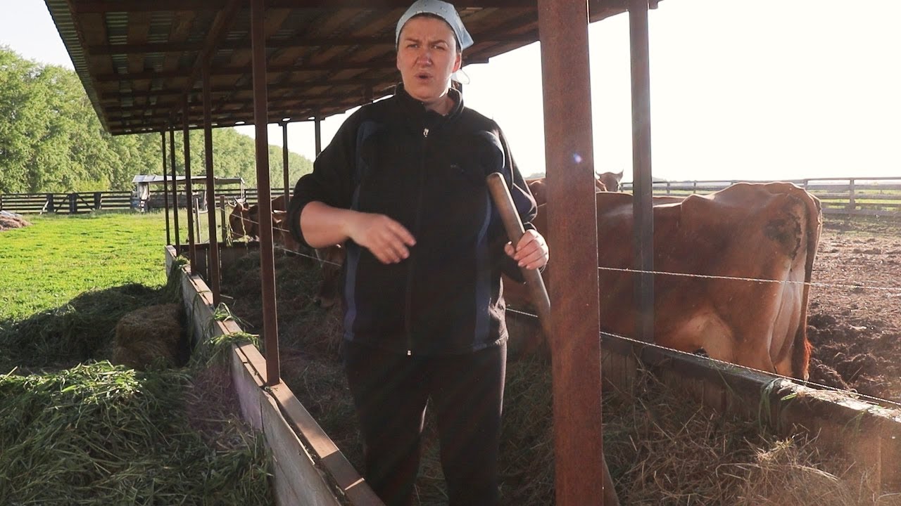 Ну всё! Это случилось: молоко - поросятам, коров на продажу!