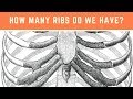 Understanding Human Ribs and Ribcage