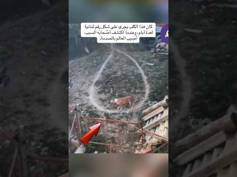 كان هذا الكلب يدور على شكل رقم ثمانية لعدة ايام وعندما اكتشفوا أصحابه اصدموا العالم