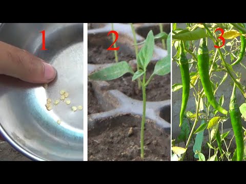 Grow Chili from seeds complete video | How to grow at home | Home grown chili plant