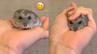 Ugggggh, I'm Gonna Eat These Cuties Again! Funniest and Most Adorable Baby Animals of the Week!