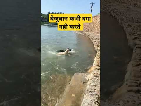 बोल नही सकते पर समझते सब है,#viral #ytshorts #lover #dogs #plz_subscribe_my_channel