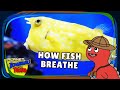 Fish Breathing Mechanisms and Functions