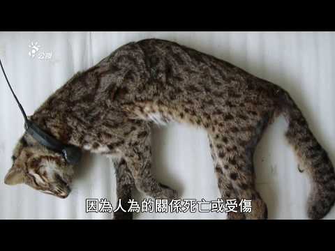 我們的島 第759集 石虎需樂園 (2014-06-02) - YouTube(32分38秒)