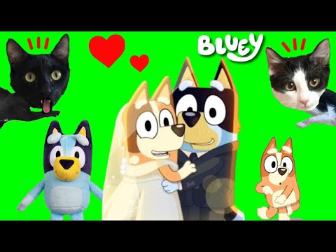 100 COSAS Y SECRETOS DE BLUEY EN ESPAÑOL escondidas en la caja misteriosa de gatitos Luna y Estrella