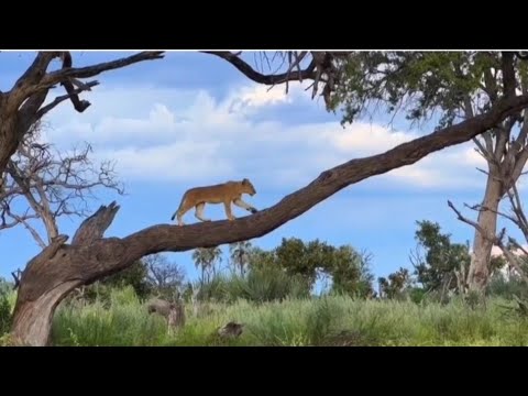 Animals of Botswana's Okavango Delta - Hidden Gem of Africa