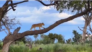 Animals of Botswana's Okavango Delta - Hidden Gem of Africa