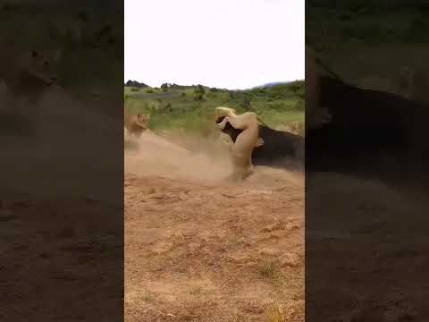 The brave buffalo rushed into the lion group. The amazing animals are here. Animal World. Highli