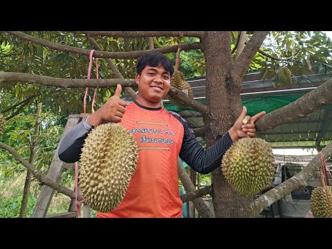 ภูมิใจ ดีใจที่สุดได้กินทุเรียน ที่ตัวเองปลูก