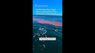 US expert labels SA algal bloom horror among world’s worst