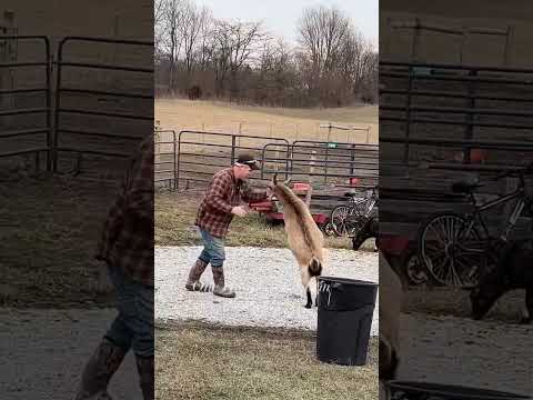 She was wound up #shorts #shortvideo #megthegoat #goat #farmlife #farmanimals #funnyanimals #cute