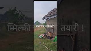 मिल्की च्याउको तयारी !