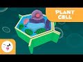 Understanding Plant Cells