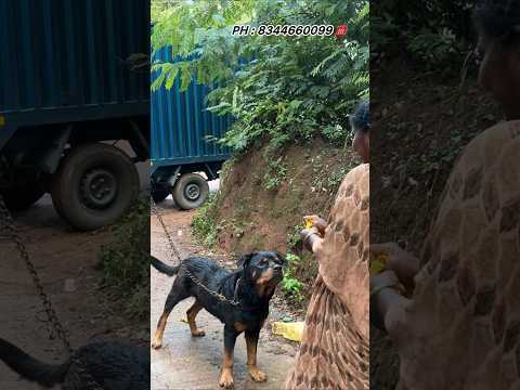 கொடூரமான Rottweiler போய்டுச்சு 😨#anshikamobile #doglover #dog #share #pet #😍 #doghostel #rottweiler