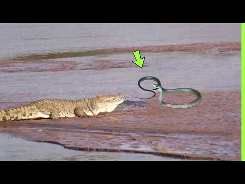A MAMBA NEGRA NÃO SABIA QUE O CROCODILO IRIA FAZER ISSO
