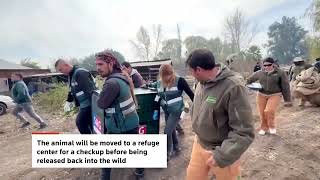 YouTube video thumbnail: Wild Puma on the Loose Near Chile Homes Nabbed by Authorities