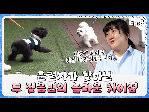 동물농장 훈련사가 찾아낸 개만 보면 미친 듯이 짖는 강아지들의 차이점 Come to this place, all the dogs who back at other dogs