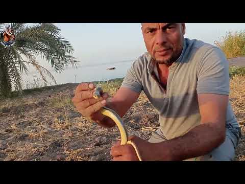 انقاذ ثعبان ابو السيور من بئر ماء مع مصطفى هجرس