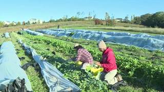 Germantown farm employs adults with developmental disabilities | NBC4 Washington