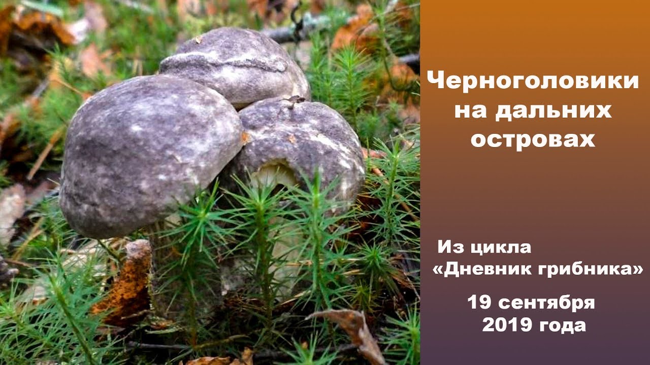 Черноголовики на дальних островах! 19 сентября 2019 года