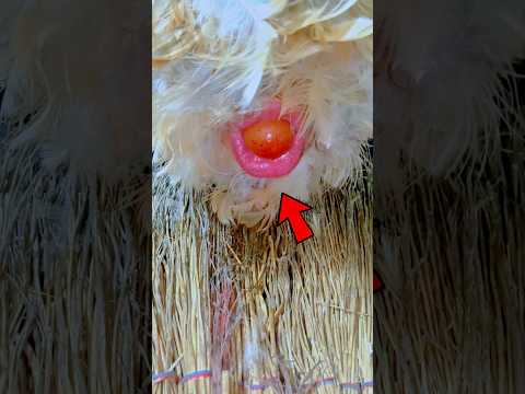 🐔The hen laid colorful eggs ? #Shorts #viral