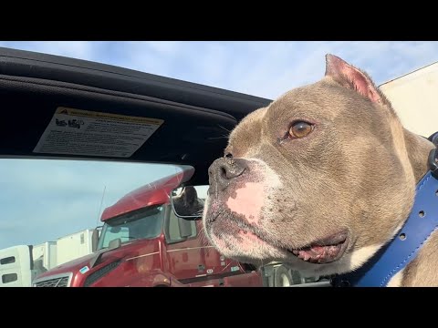 Co Driver 😍 #vlog #youtube #pets