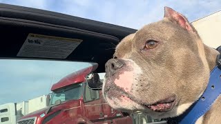 Co Driver 😍 #vlog #youtube #pets