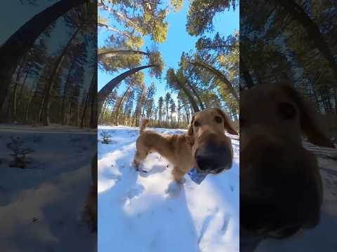 One more 👀🙂‍↔️ #goldenretrieverfun #dogsofyoutube #funnydogs