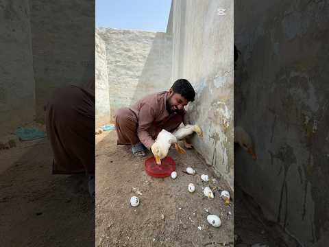 Ducks ka sb eggs Thor diya #shortvideo #youtubeshort #shorts