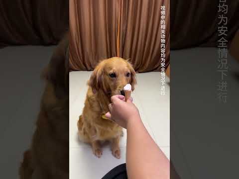 They're all dogs! How to treat them differently😡😡😡 #funny pets #funny dog #funnyvideo #shorts