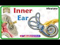 Inner Ear Anatomy and Functions