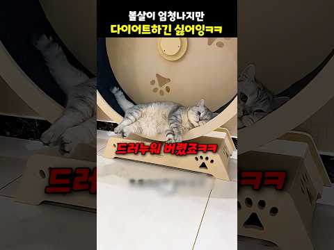 볼살이 엄청나지만 다이어트하긴 싫어잉ㅋㅋ