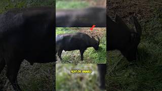 Smaller Than Expected But Don't Underestimate This Buffalo 🐃🇵🇭 #wildlife #survival #shorts