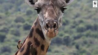 The Surprising Partnership Between Birds and Giraffes