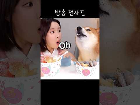 [1탄] 방송 각을 아는 천재견 이치